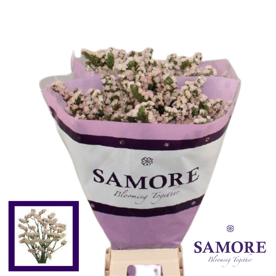 Samore