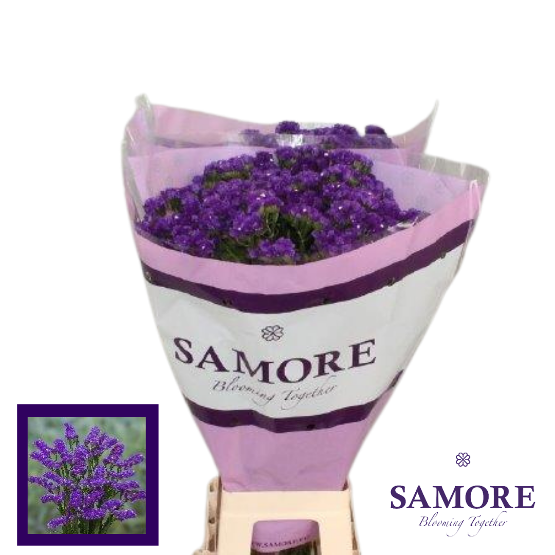 Samore