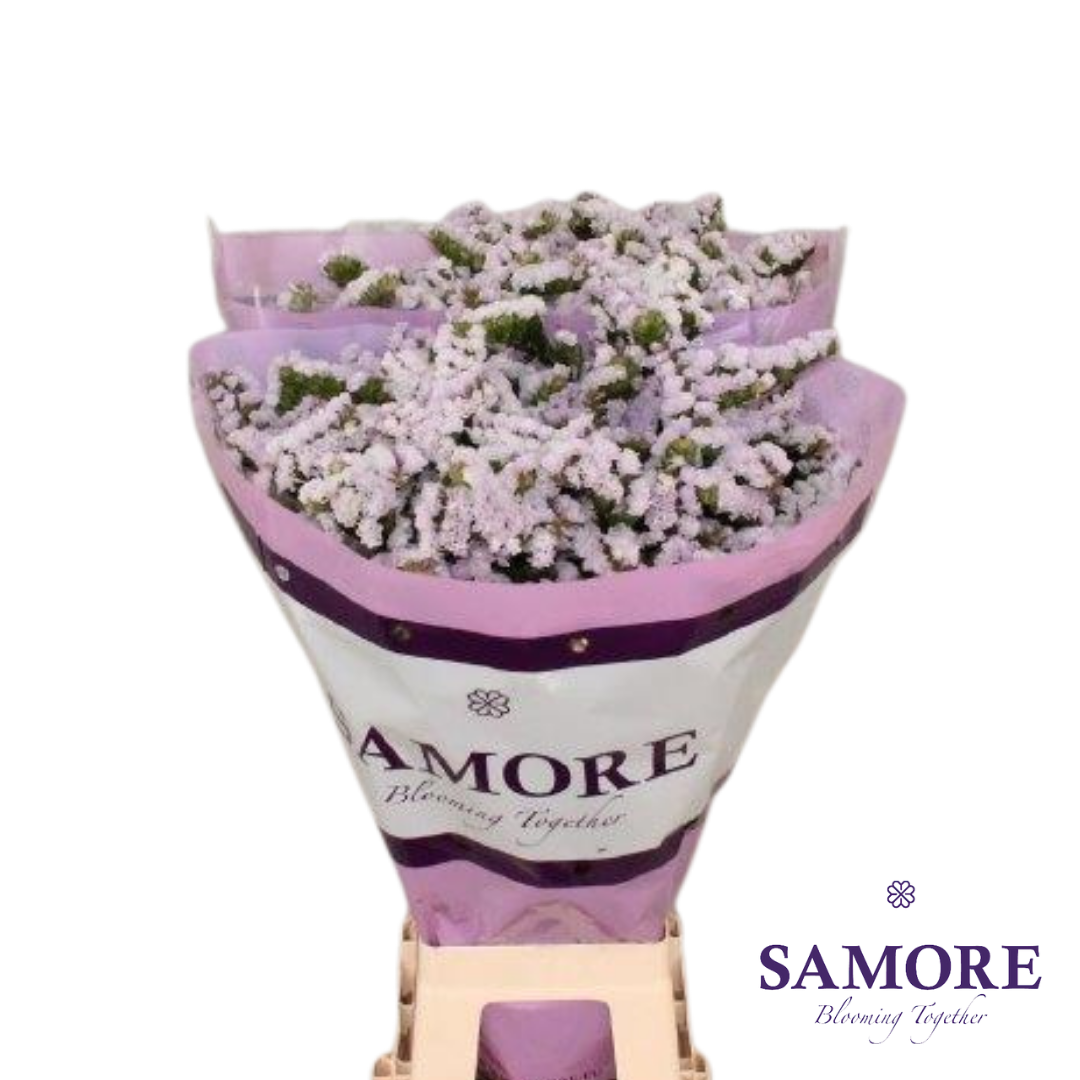Samore