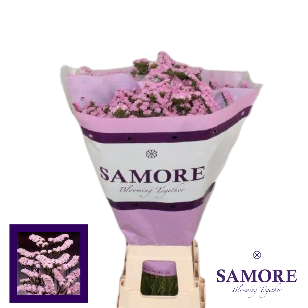 Samore