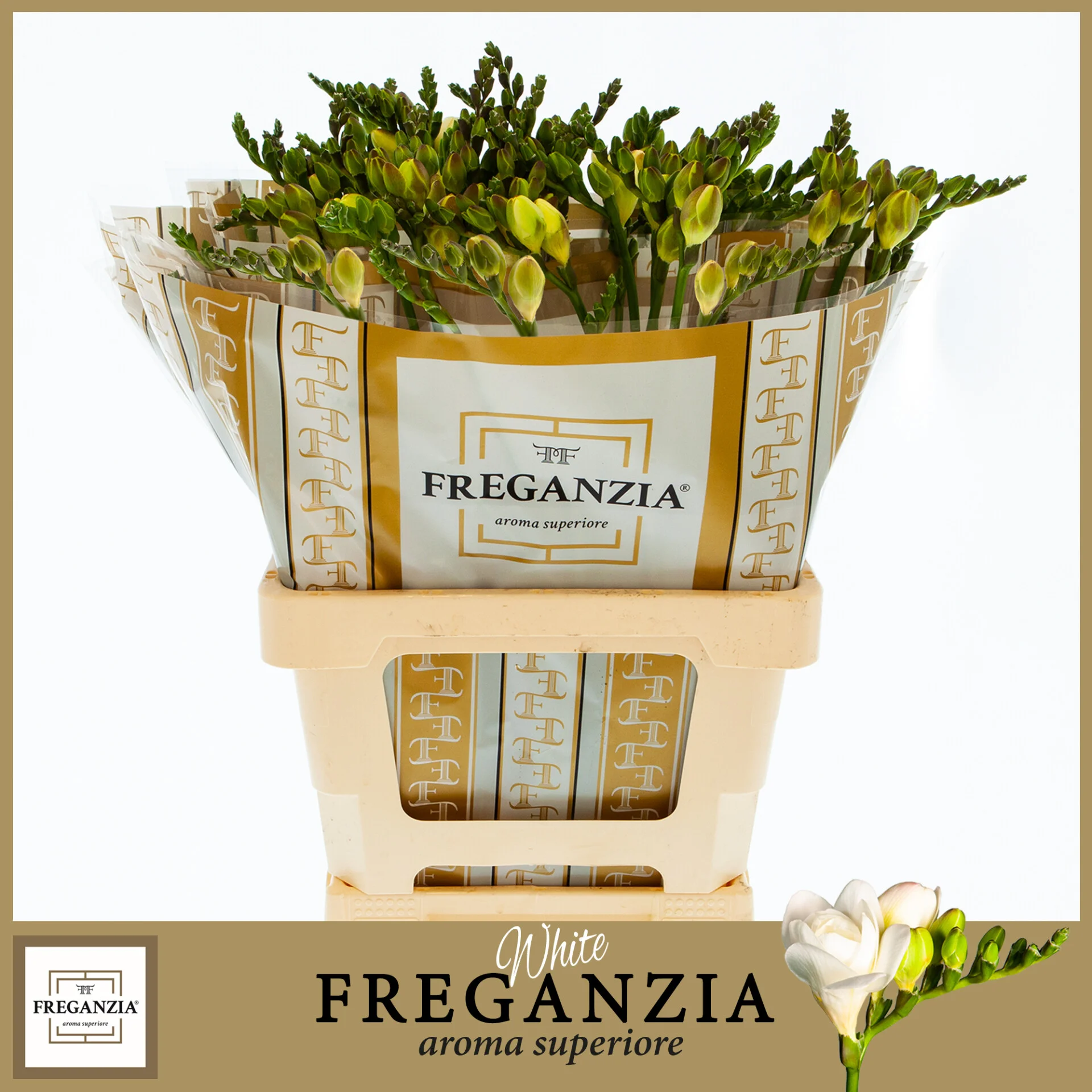 Freganzia